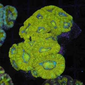 Crocodile Asian Acan Colony WYSIWYG - SAQ Coral Farm