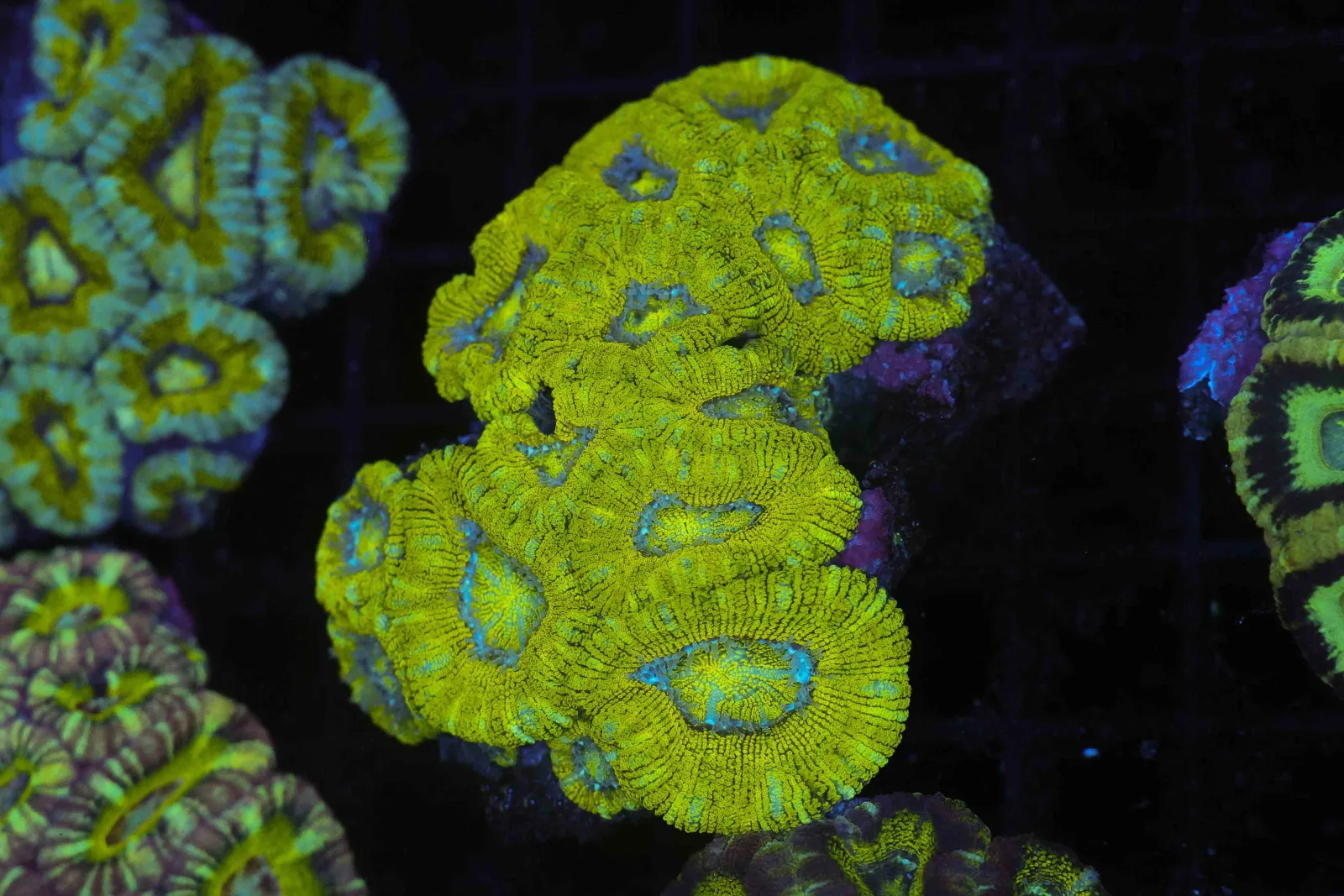 Crocodile Asian Acan Colony WYSIWYG - SAQ Coral Farm