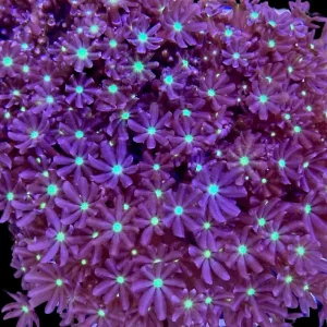 Daisy Polyp Cloves Coral - SAQ Coral Farm