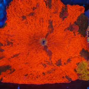 Darth Maul Jawbreaker Disco Mushroom WYSIWYG - SAQ Coral Farm