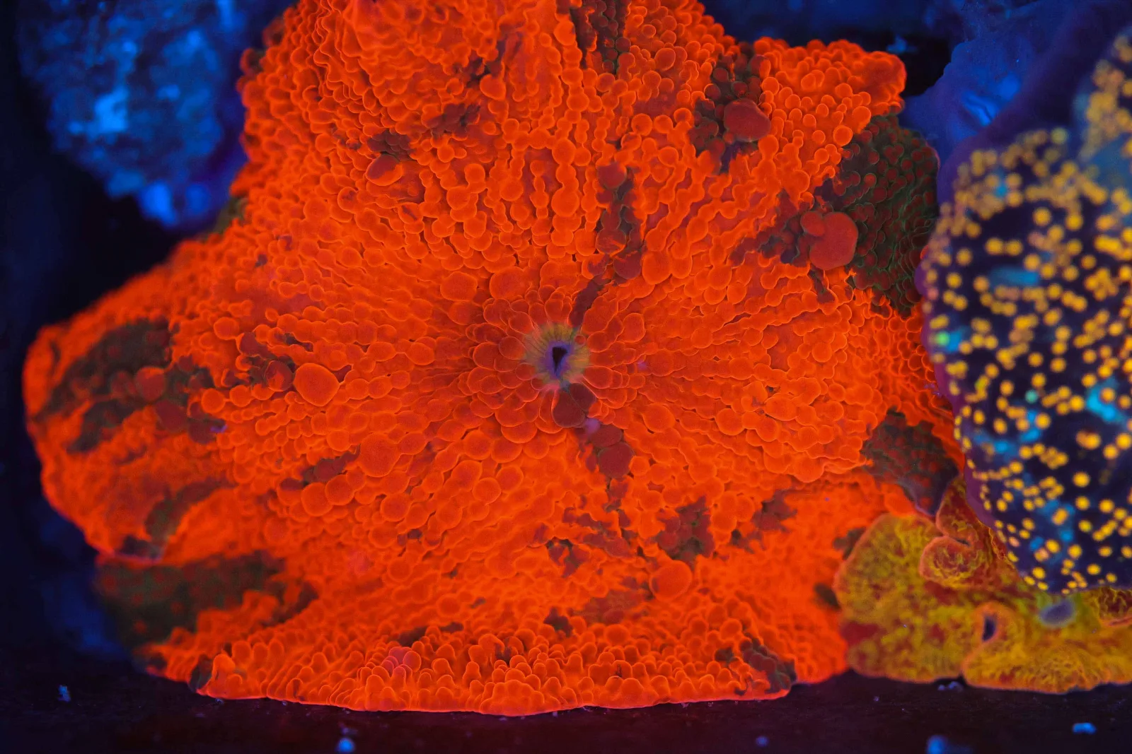 Darth Maul Jawbreaker Disco Mushroom WYSIWYG - SAQ Coral Farm