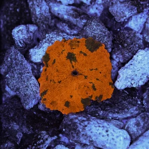 Darth Maul Jawbreaker Discosoma WYSIWYG - SAQ Coral Farm