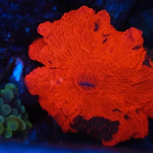 Darth Maul Jawbreaker WYSIWYG - SAQ Coral Farm
