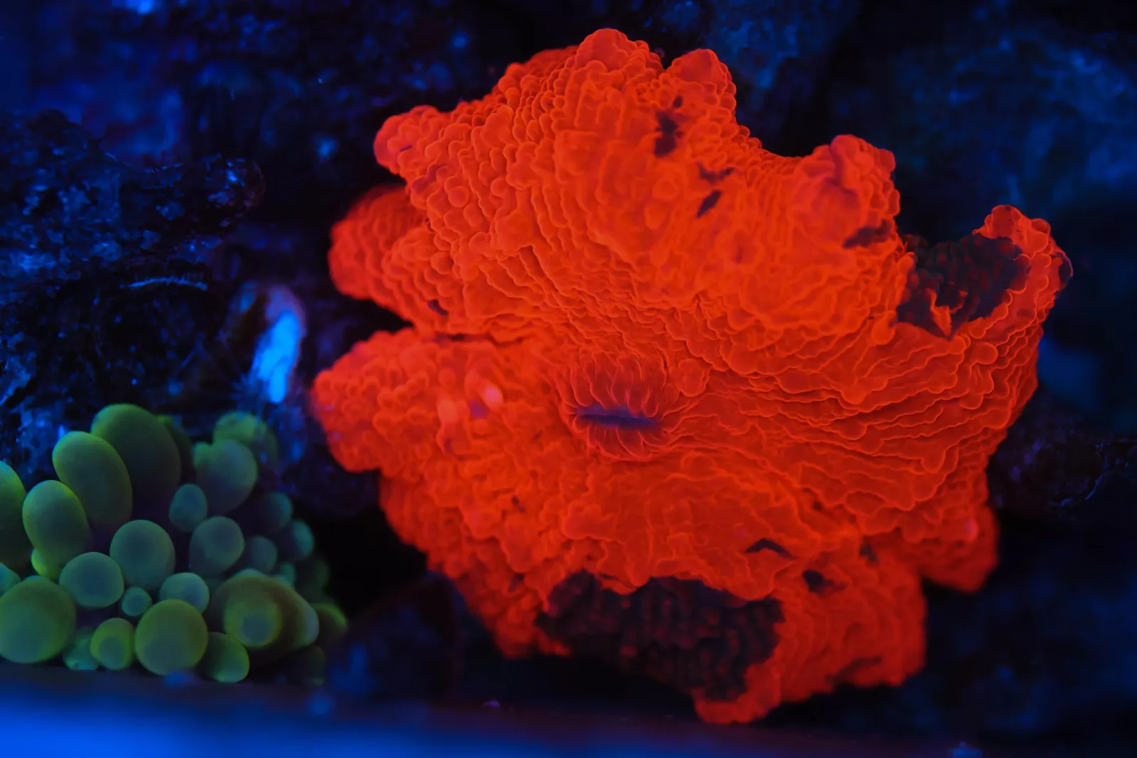 Darth Maul Jawbreaker WYSIWYG - SAQ Coral Farm