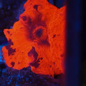 Darth Maul Jawbreaker WYSIWYG - SAQ Coral Farm
