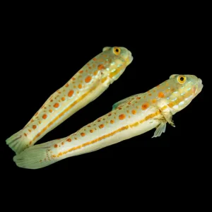 Diamond Watchman Goby (Valenciennea puellaris) - SAQ Chicago Fish