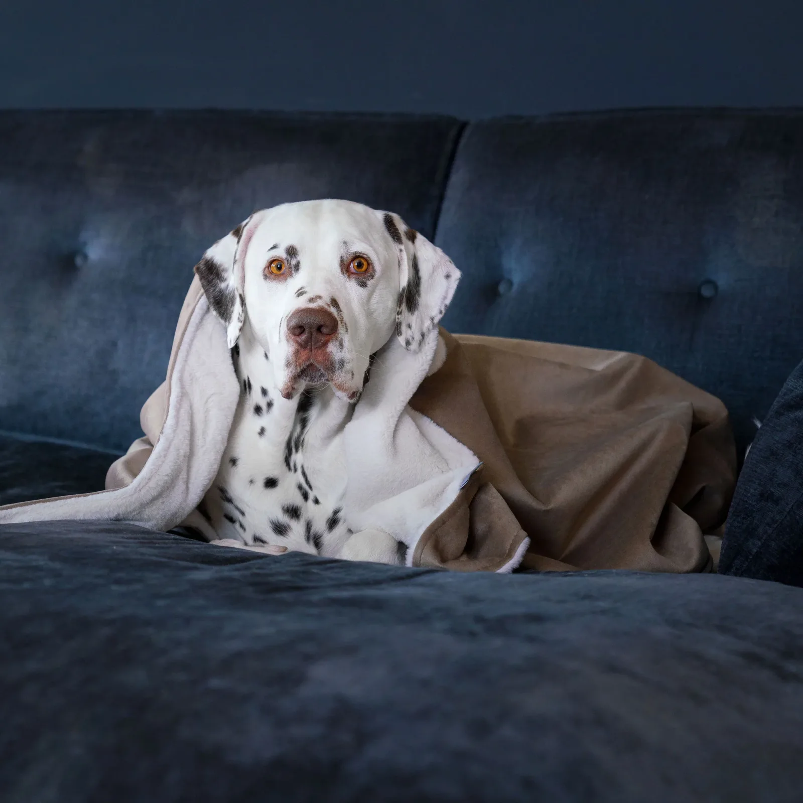 Dog & Puppy Blanket in Clay Velvet by Lords & Labradors - Image 2