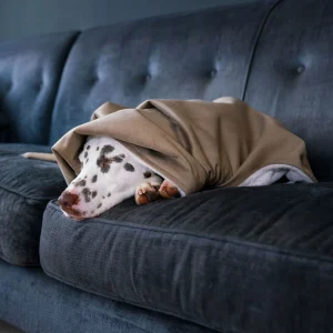 Dog & Puppy Blanket in Clay Velvet by Lords & Labradors
