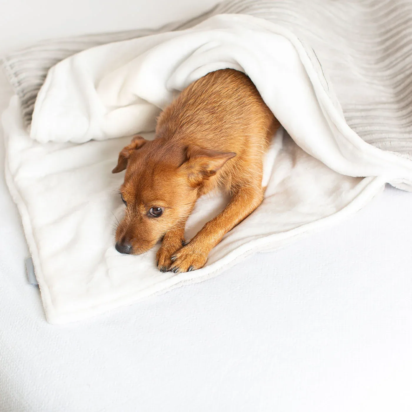Dog & Puppy Blanket in Light Grey Essentials Plush by Lords & Labradors - Image 2
