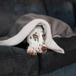 Dog & Puppy Blanket in Silt Velvet by Lords & Labradors
