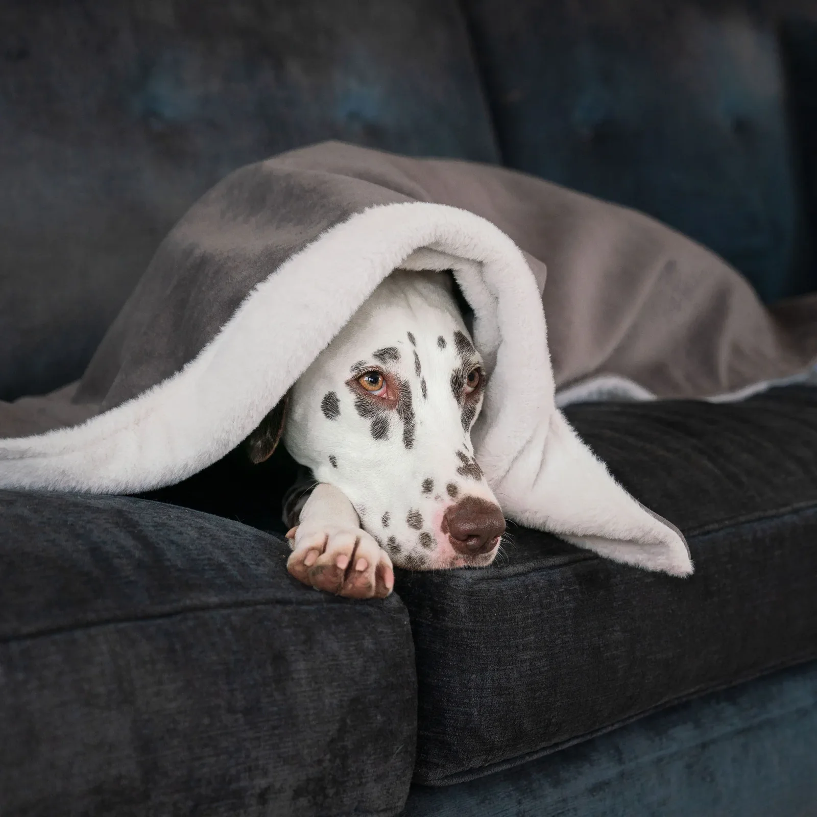 Dog & Puppy Blanket in Silt Velvet by Lords & Labradors