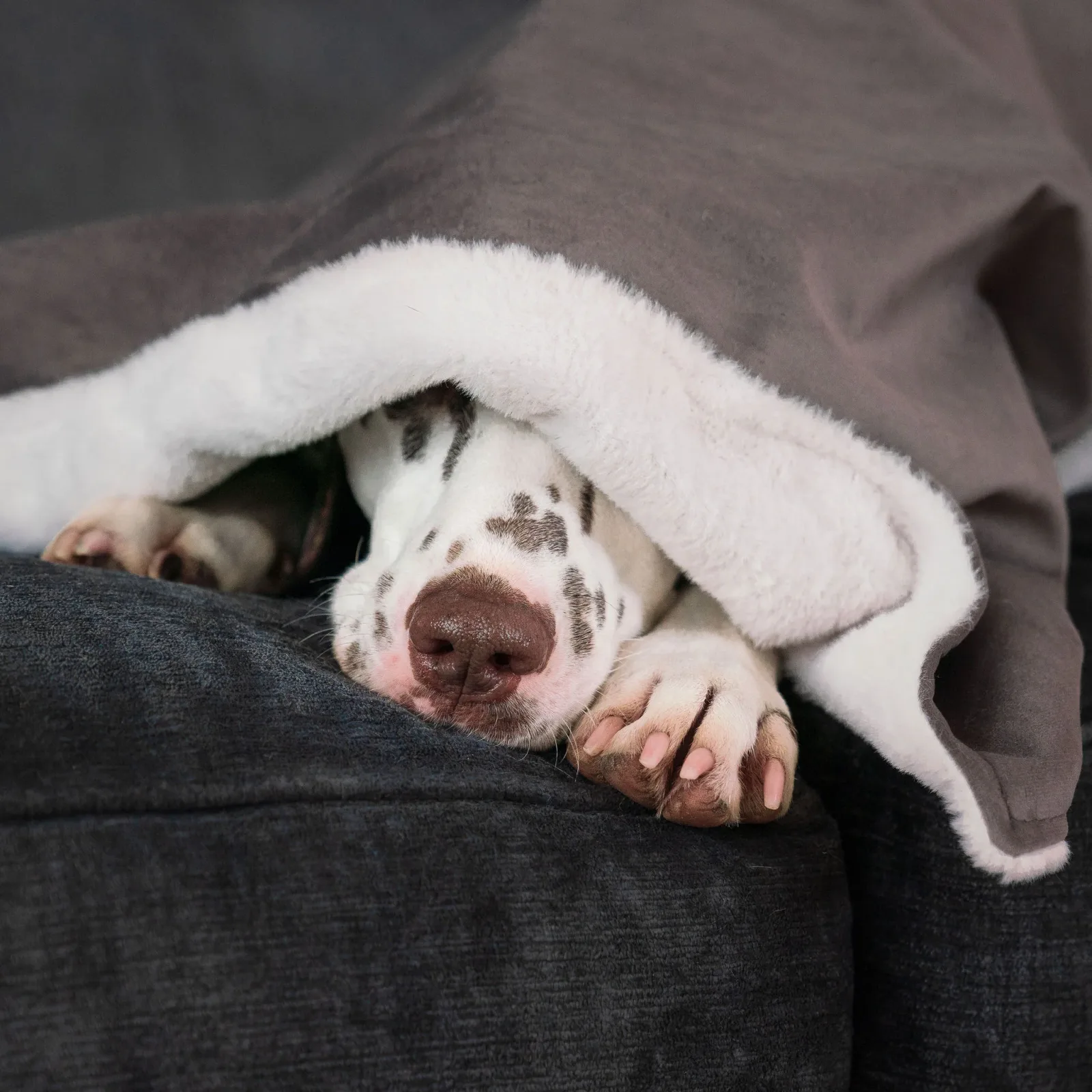 Dog & Puppy Blanket in Silt Velvet by Lords & Labradors - Image 2