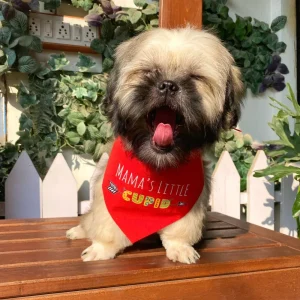 Dogobow Mama's Little Cupid Scarf for Dogs (Red) (Get a Bow Free)