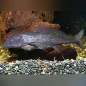 Dolphin Fish
