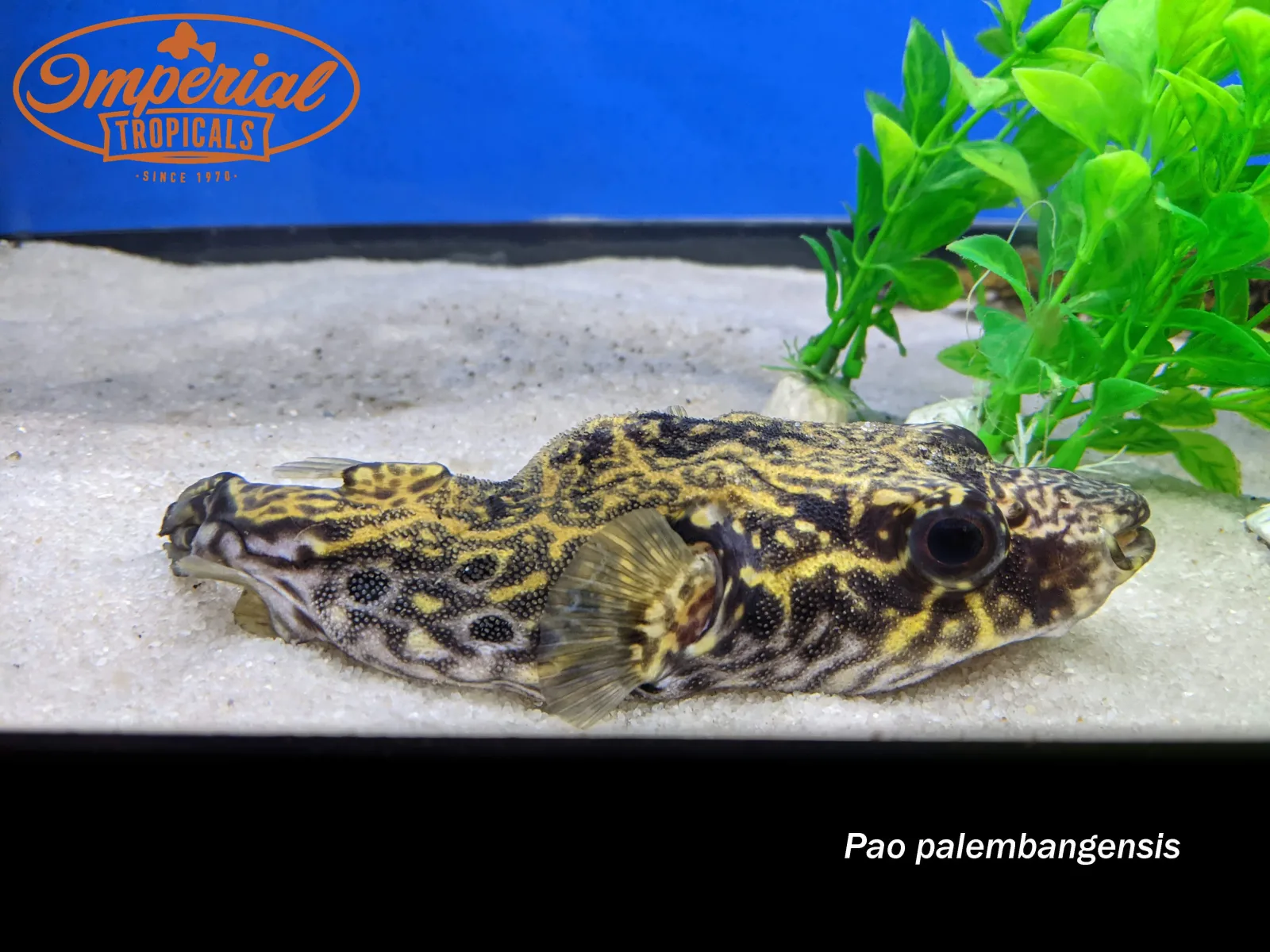 Dragon Puffer - Image 2