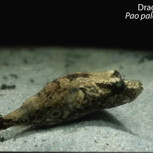 Dragon Puffer