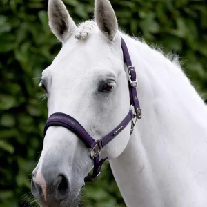 Duco Padded Head Collar with Lead Rope Grape