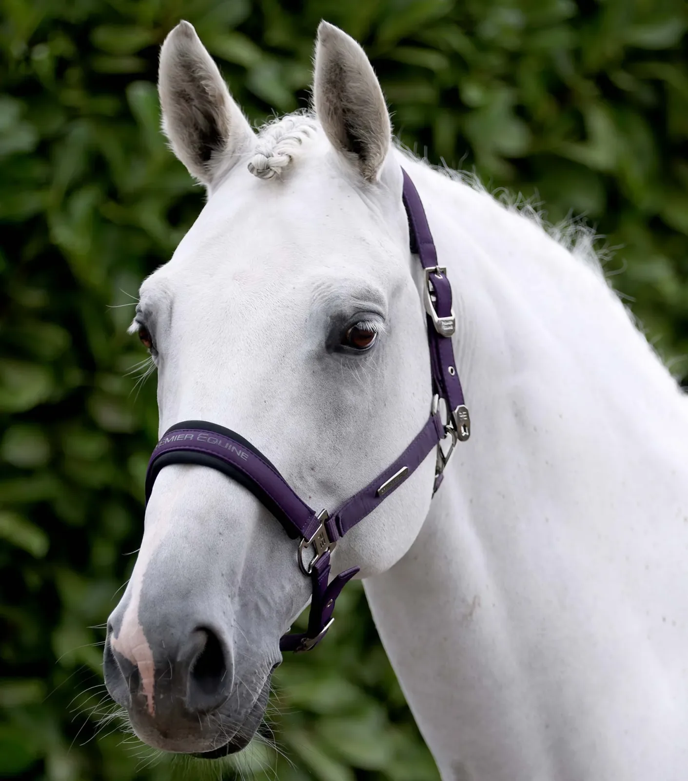 Duco Padded Head Collar with Lead Rope Grape