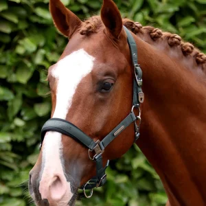Duco Padded Head Collar with Lead Rope Green