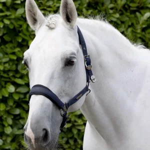 Duco Padded Head Collar with Lead Rope Navy