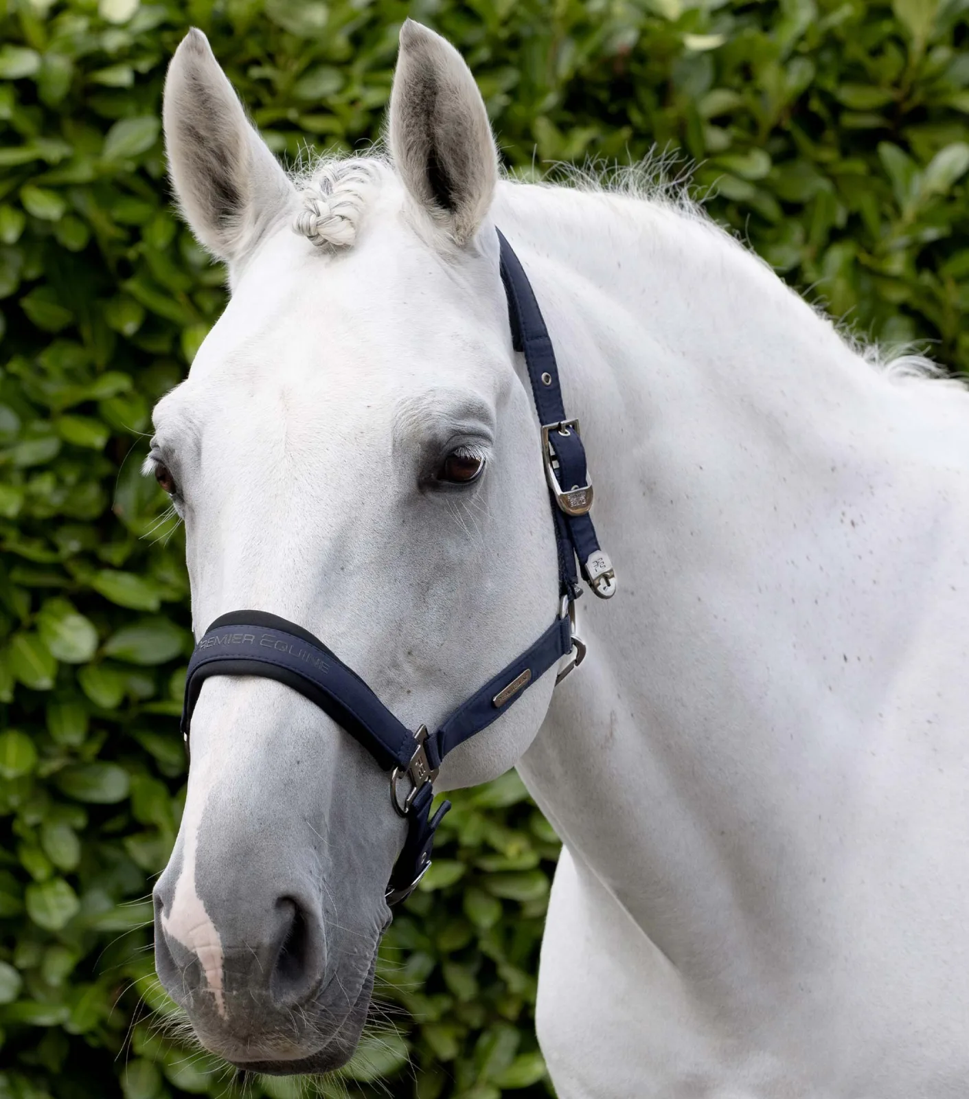 Duco Padded Head Collar with Lead Rope Navy