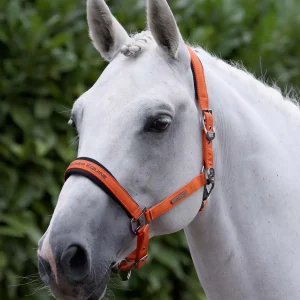 Duco Padded Head Collar with Lead Rope Orange