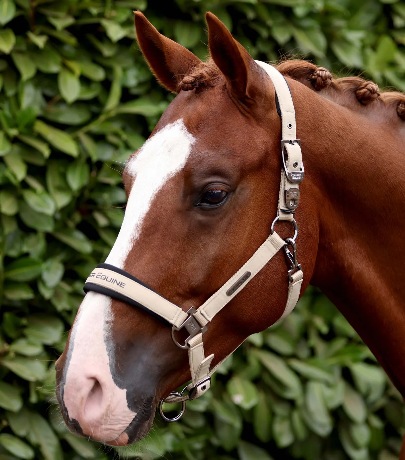 Duco Padded Head Collar with Lead Rope Taupe