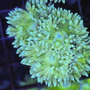 Duncan Colony WYSIWYG - SAQ Coral Farm