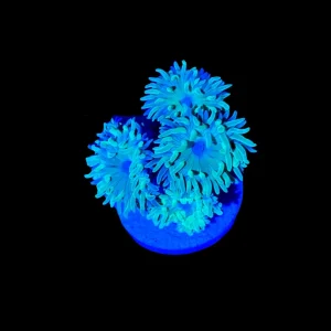 Duncan Coral (1" - 2") 3 - 4 Heads - SAQ Coral Farm