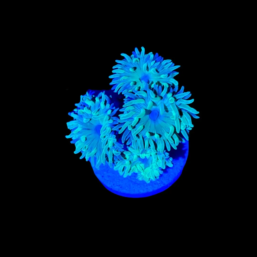 Duncan Coral (1" - 2") 3 - 4 Heads - SAQ Coral Farm