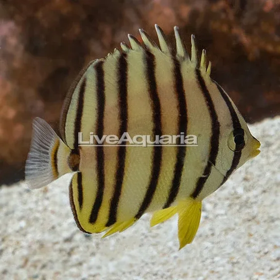 Eight-banded Butterflyfish - EXPERT ONLY