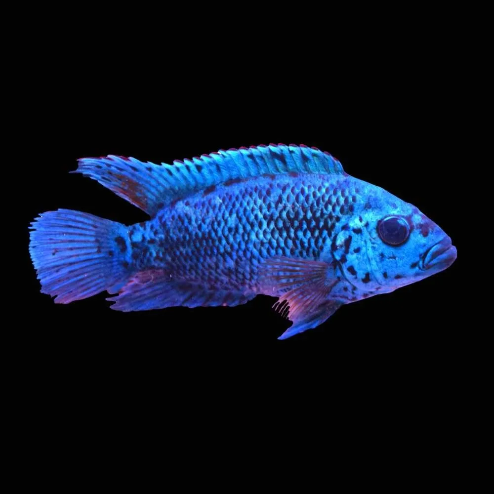 Electric Blue Dempsey (Freshwater) Fish - SAQ Chicago Fish