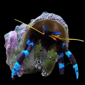 Electric Blue Hermit Crab (Calcinus elegans) - Cleanup Crew