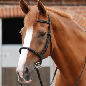 END OF LINE - Mossimo Cavesson Bridle
