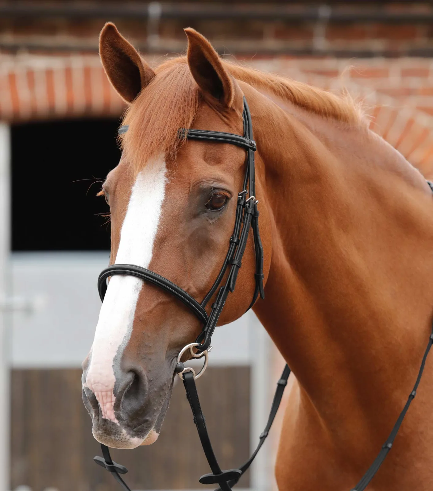 END OF LINE - Mossimo Cavesson Bridle