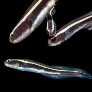 Engineering Goby (Pholidichthys leucotaenia) - SAQ Chicago Fish