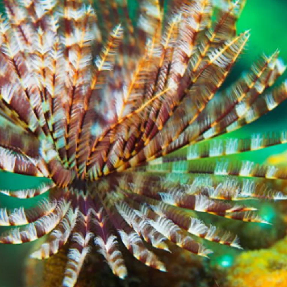 Feather Duster Worm - SAQ Coral Farm