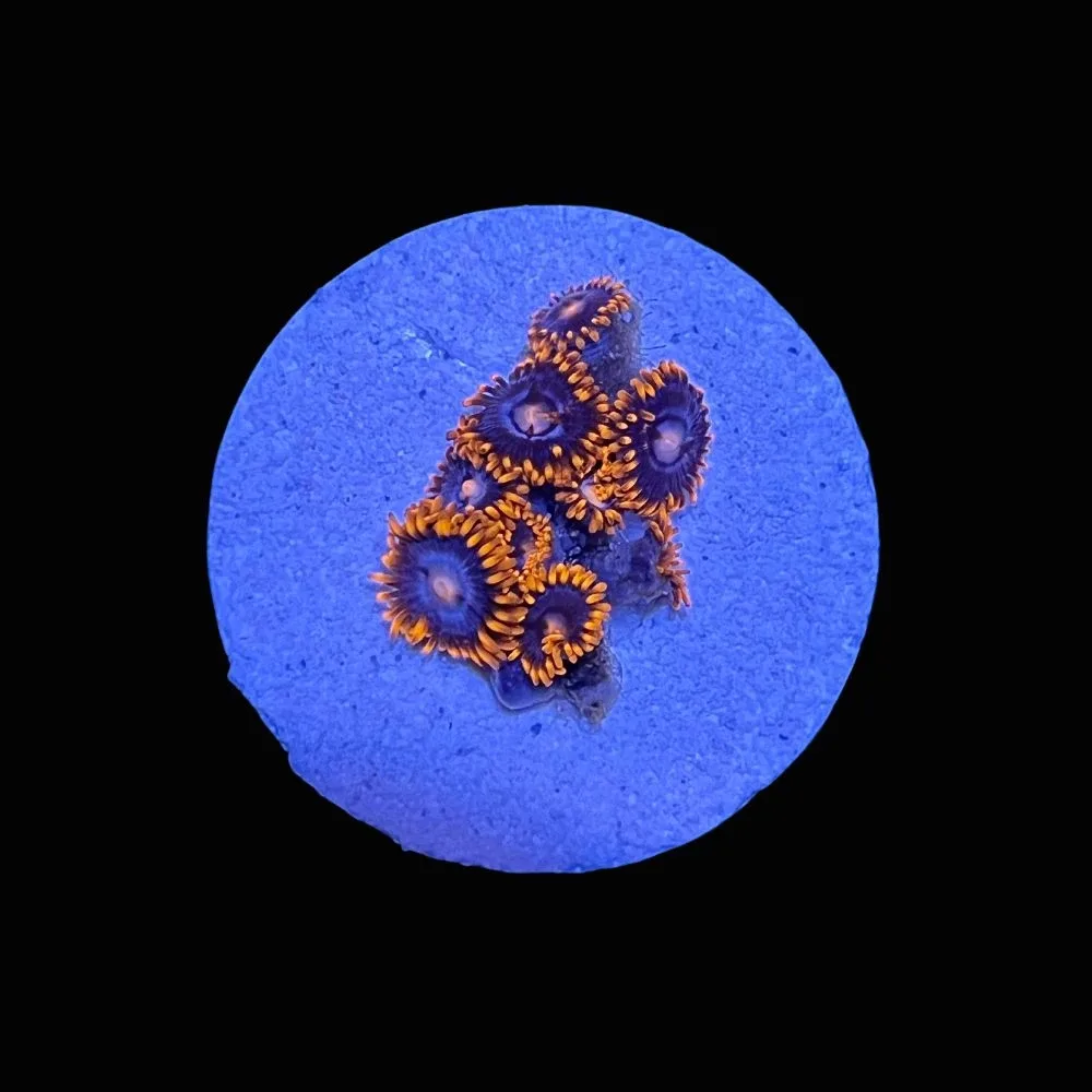 Fire and Ice Zoanthids - SAQ Coral Farm
