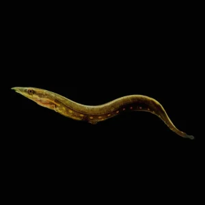 Fire eel (Freshwater) Fish - SAQ Chicago Fish