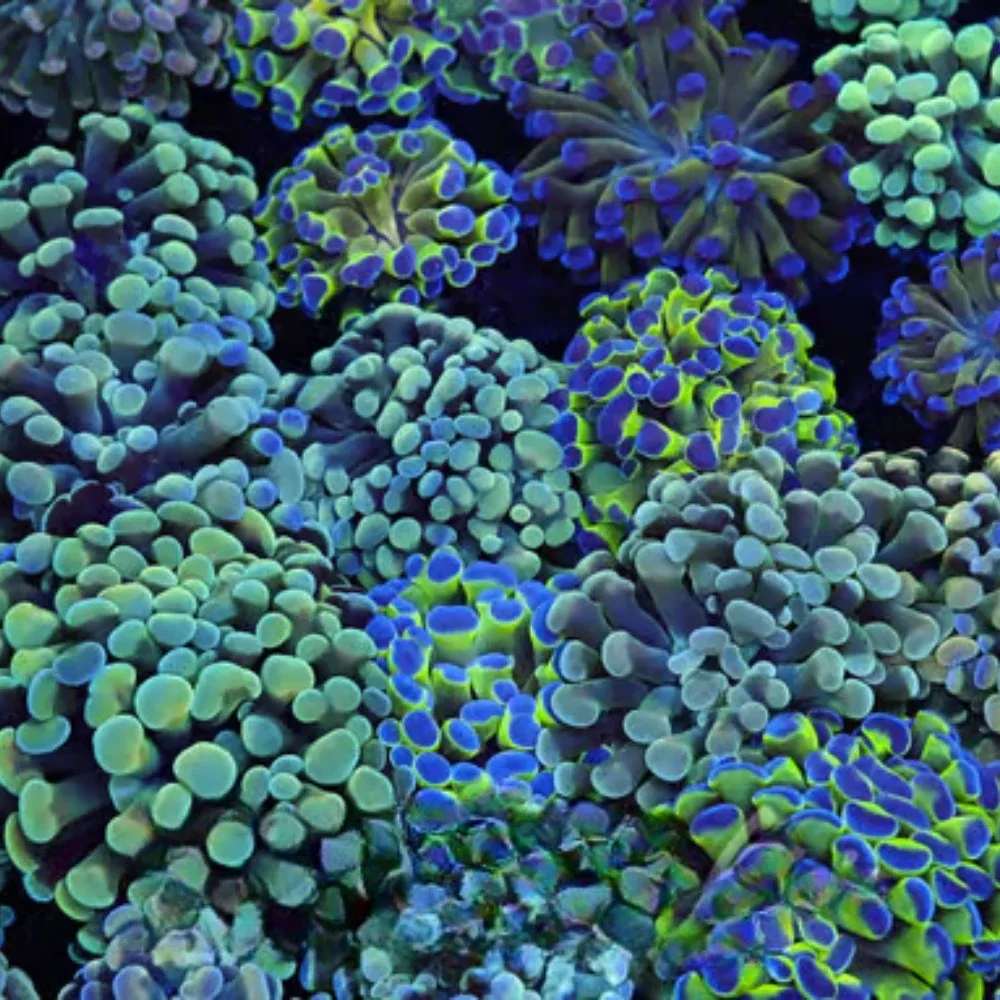(Five Pack) Mystery Hammer Coral 1-2 Heads - SAQ Coral Farm