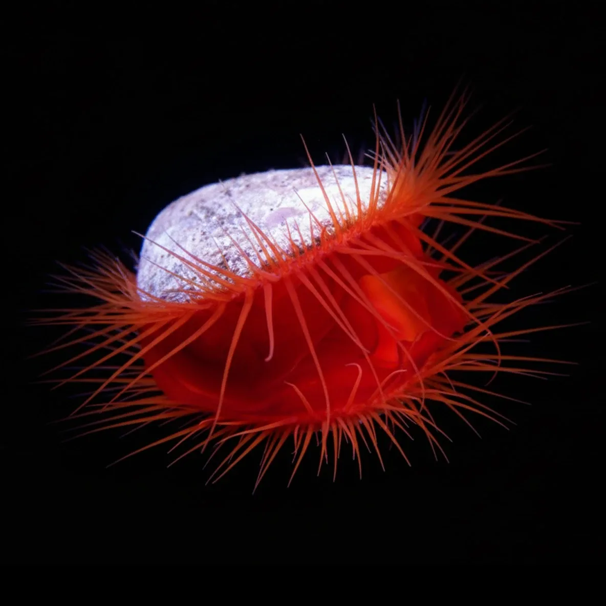 Flame Scallop - Cleanup Crew