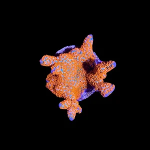 Forest Fire Digitata Coral - SAQ Coral Farm
