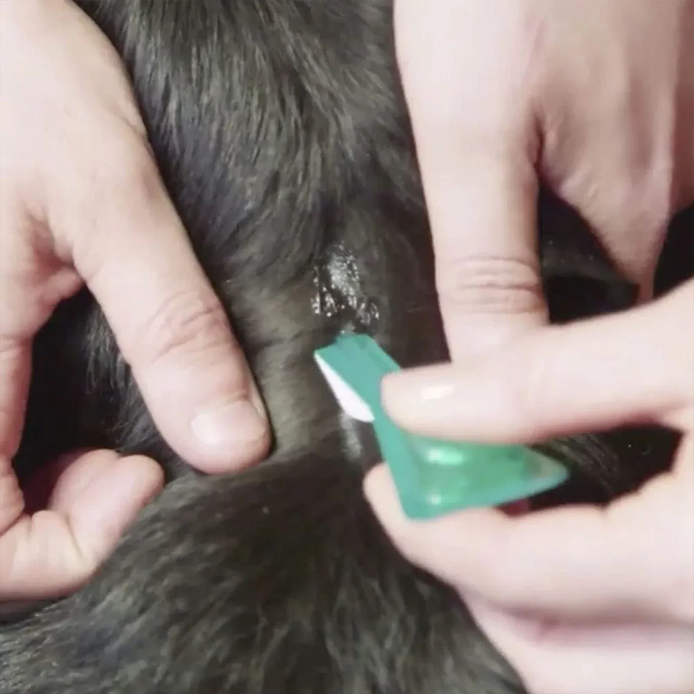 Frontline Plus for Medium Dogs x6 - Image 2