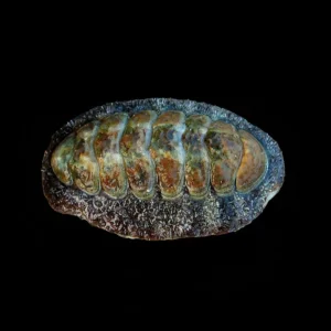 Fuzzy Chiton (Chiton sp.) - Cleanup Crew