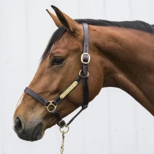 Gatsby Engraved Leather Halter No Snap