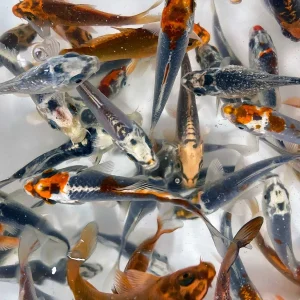Ghost Koi 5-6" (Freshwater) Fish - Chicago