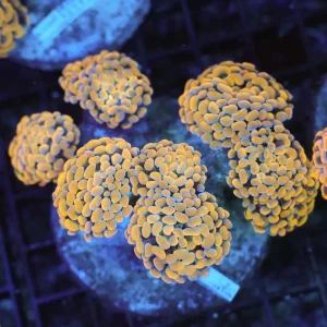 Gold Hammer Colony WYSIWYG - SAQ Coral Farm