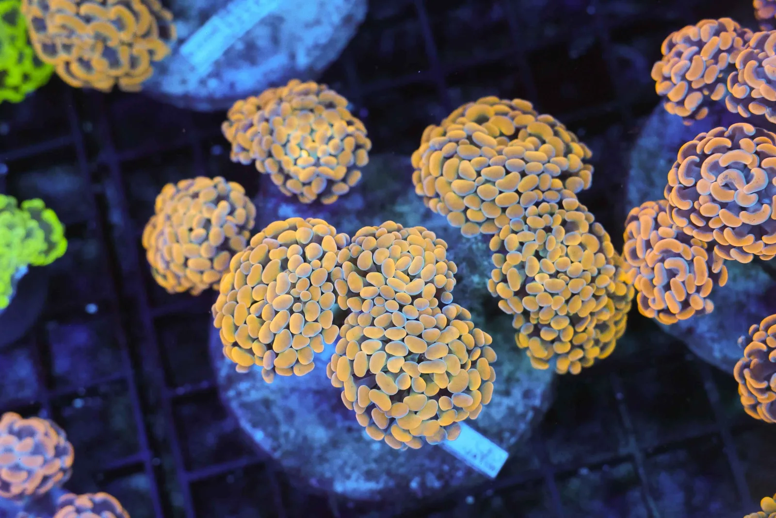 Gold Hammer Colony WYSIWYG - SAQ Coral Farm