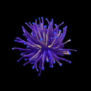 Gold Torch “New York Knicks” (3/4" - 2") 1-2 Heads - SAQ Coral Farm