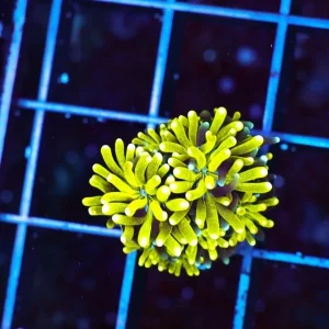 Golden Galaxea Coral - SAQ Coral Farm